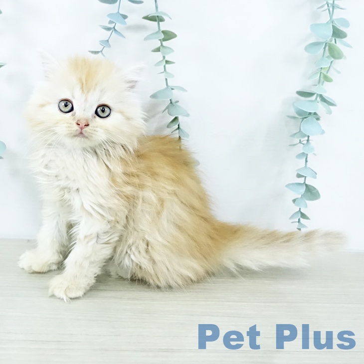 埼玉県のマンチカン (ペットプラス 川口店/2025年10月30日生まれ/女の子/クリームタビーホワイト)の子猫の2枚目の画像