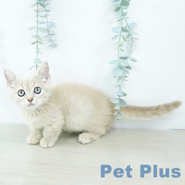 千葉県のマンチカン (ペットプラス 幕張新都心店/2025年10月15日生まれ/男の子/クリームタビー)の子猫の1枚目の画像