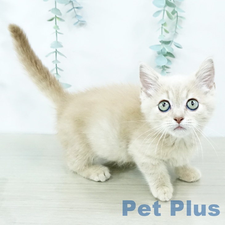 千葉県のマンチカン (ペットプラス 幕張新都心店/2025年10月15日生まれ/男の子/クリームタビー)の子猫の2枚目の画像