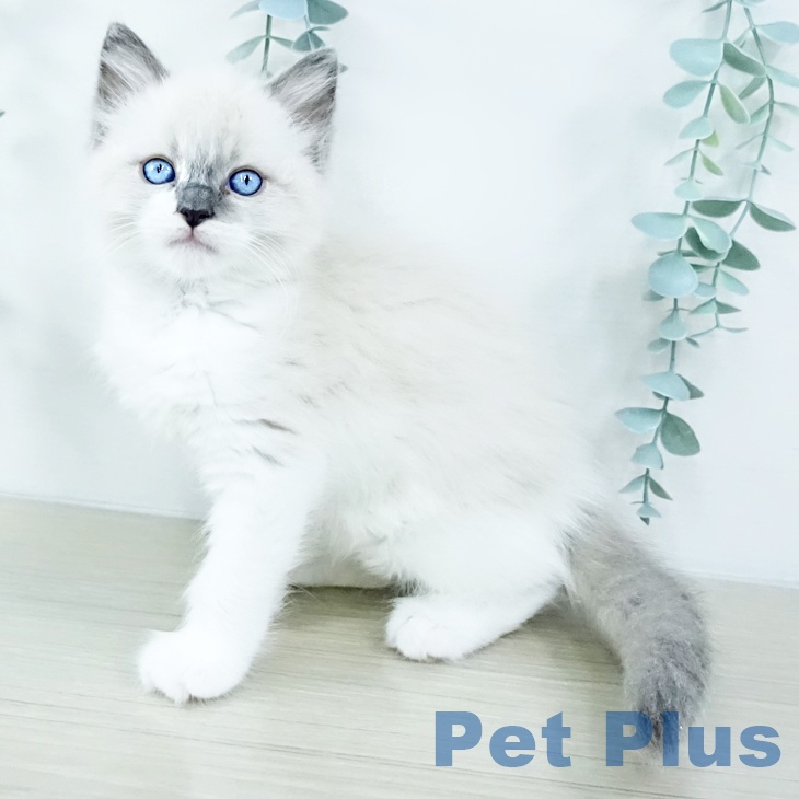 埼玉県のラグドール (ペットプラス 川口店/2025年10月29日生まれ/男の子/ブルーポイント)の子猫の1枚目の画像