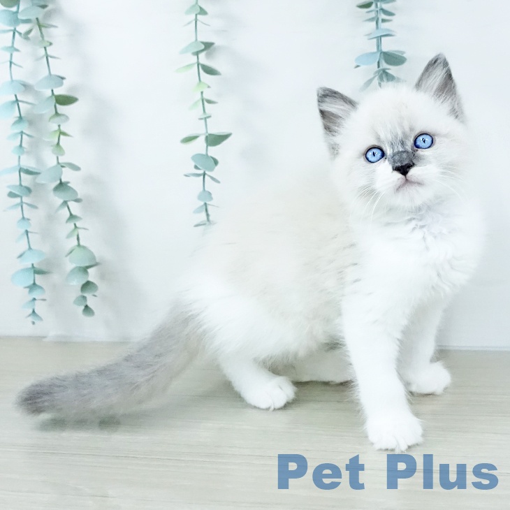 埼玉県のラグドール (ペットプラス 川口店/2025年10月29日生まれ/男の子/ブルーポイント)の子猫の2枚目の画像