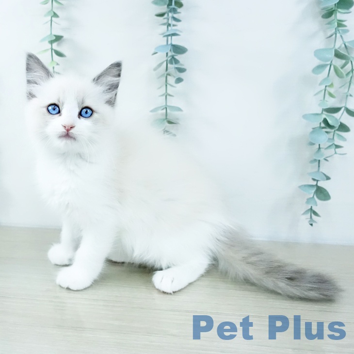 群馬県のラグドール (ペットプラス イオンモール太田店/2025年10月29日生まれ/女の子/ブルーポイントバイカラー)の子猫の1枚目の画像