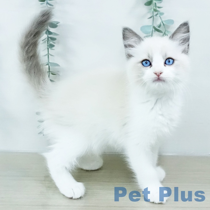 群馬県のラグドール (ペットプラス イオンモール太田店/2025年10月29日生まれ/女の子/ブルーポイントバイカラー)の子猫の2枚目の画像