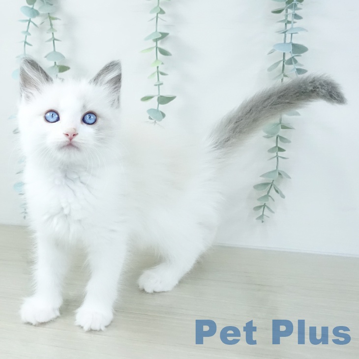 宮城県のラグドール (ペットプラス 仙台上杉店/2025年10月29日生まれ/女の子/ブルーポイントバイカラー)の子猫の1枚目の画像