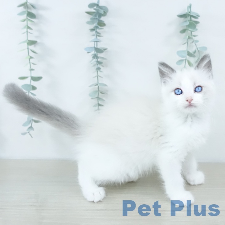 宮城県のラグドール (ペットプラス 仙台上杉店/2025年10月29日生まれ/女の子/ブルーポイントバイカラー)の子猫の2枚目の画像