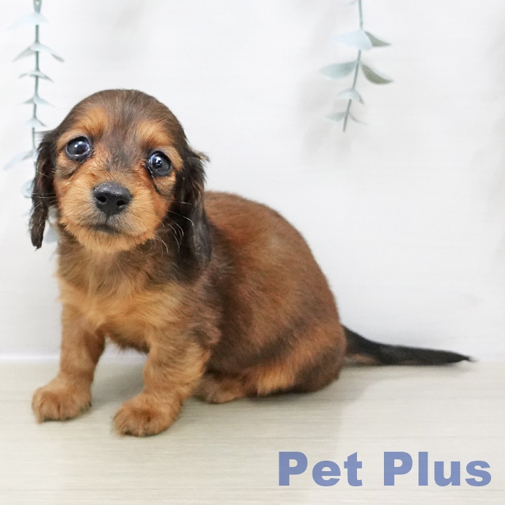 埼玉県のカニンヘンダックスフンド(ロング) (ペットプラス コクーンシティ店/2025年10月30日生まれ/男の子/レッド)の子犬の1枚目の画像