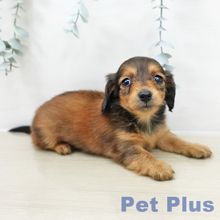 東京都のカニンヘンダックスフンド(ロング) (ペットプラス アクアシティお台場店/2025年10月30日生まれ/女の子/レッド)の子犬の1枚目の画像