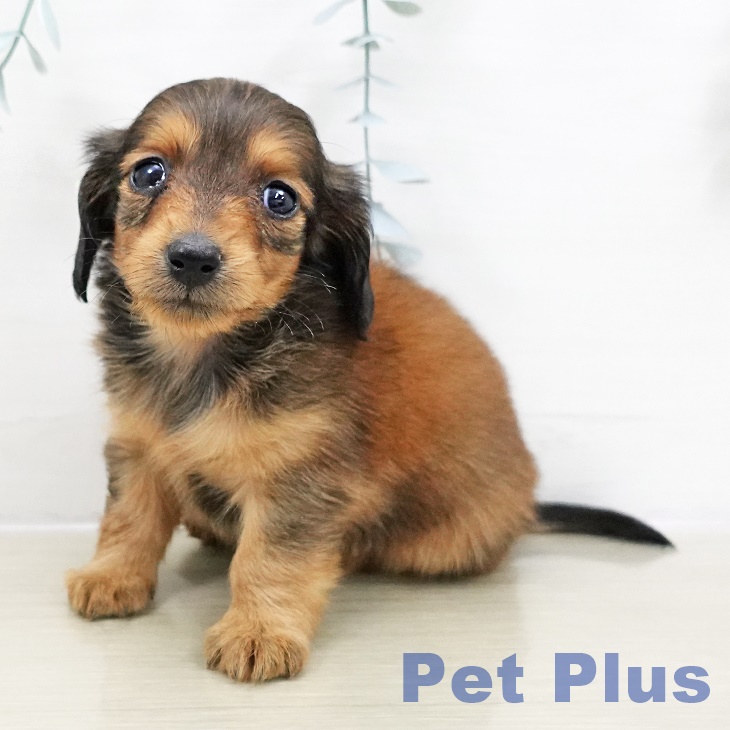 東京都のカニンヘンダックスフンド(ロング) (ペットプラス アクアシティお台場店/2025年10月30日生まれ/女の子/レッド)の子犬の2枚目の画像