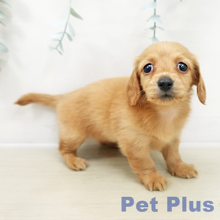 埼玉県のカニンヘンダックスフンド(ロング) (ペットプラス ららぽーと富士見店/2025年10月30日生まれ/女の子/ゴールド)の子犬の1枚目の画像