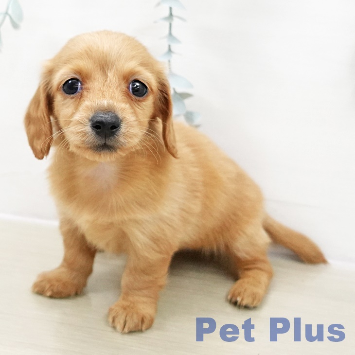 埼玉県のカニンヘンダックスフンド(ロング) (ペットプラス ららぽーと富士見店/2025年10月30日生まれ/女の子/ゴールド)の子犬の2枚目の画像