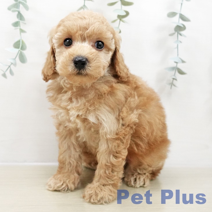 埼玉県のトイプードル(トイ) (ペッツワン 新座店/2025年10月29日生まれ/男の子/アプリコット)の子犬の1枚目の画像