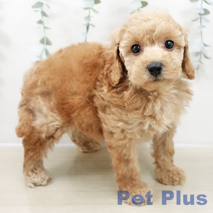 埼玉県のトイプードル(トイ) (ペッツワン 新座店/2025年10月29日生まれ/男の子/アプリコット)の子犬の2枚目の画像