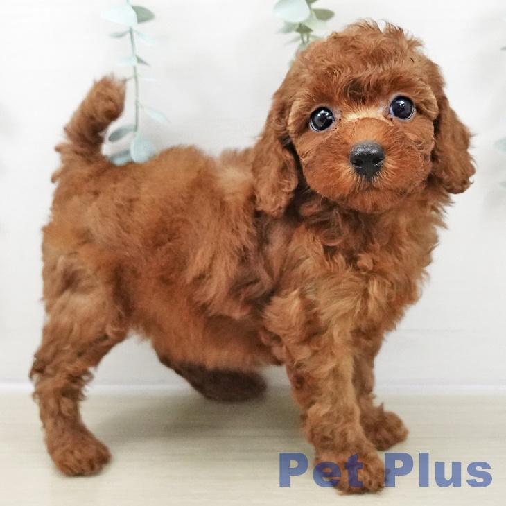 千葉県のトイプードル(トイ) (ペットプラス 成田店/2025年10月29日生まれ/女の子/レッド)の子犬の1枚目の画像