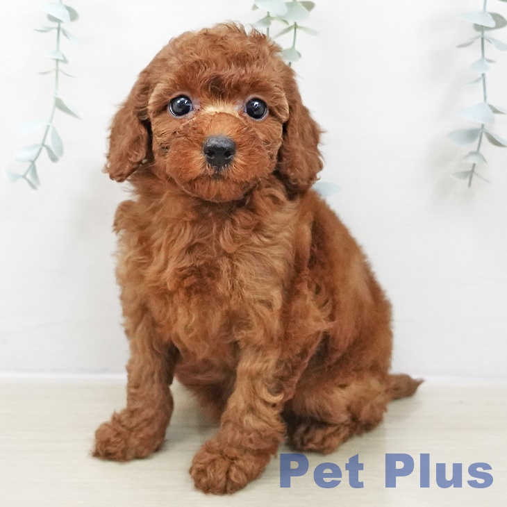 千葉県のトイプードル(トイ) (ペットプラス 成田店/2025年10月29日生まれ/女の子/レッド)の子犬の2枚目の画像