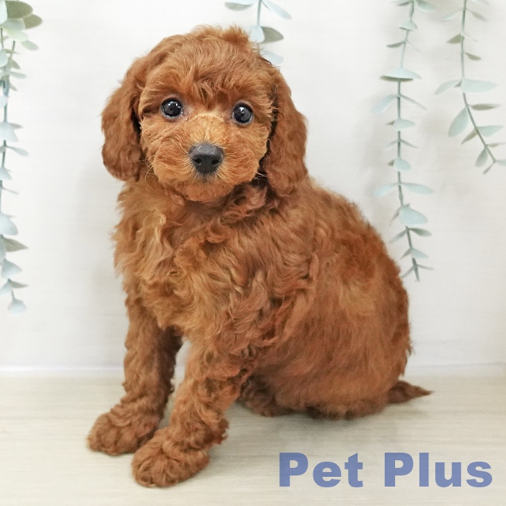 山梨県のトイプードル(トイ) (ペットプラス 甲府国母店/2025年10月29日生まれ/女の子/レッド)の子犬の1枚目の画像