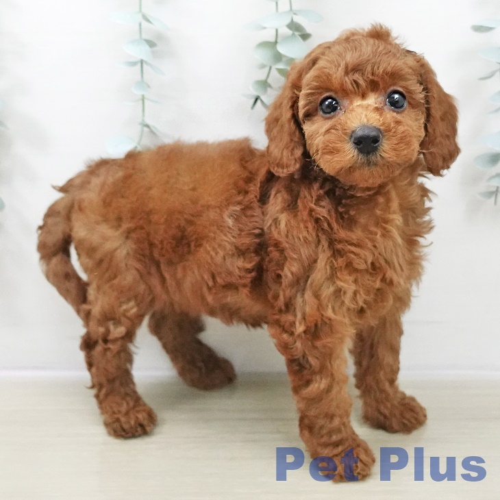 山梨県のトイプードル(トイ) (ペットプラス 甲府国母店/2025年10月29日生まれ/女の子/レッド)の子犬の2枚目の画像