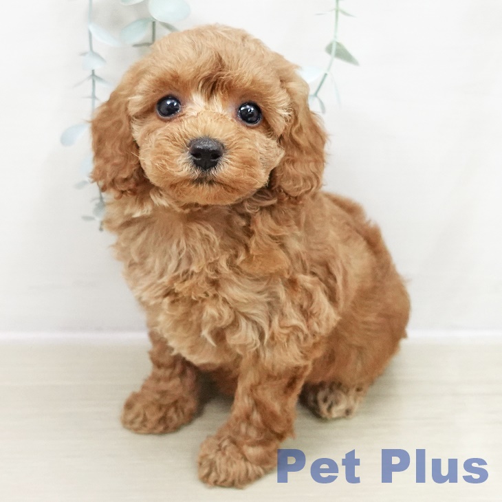 群馬県のトイプードル(トイ) (ペットプラス イオンモール太田店/2025年10月29日生まれ/女の子/レッド)の子犬の1枚目の画像