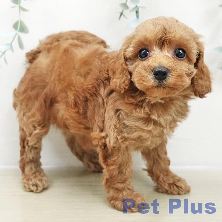 群馬県のトイプードル(トイ) (ペットプラス イオンモール太田店/2025年10月29日生まれ/女の子/レッド)の子犬の2枚目の画像