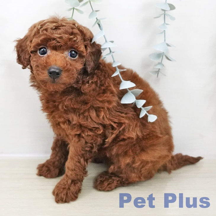 神奈川県のトイプードル(トイ) (ペットプラス 天王町店/2025年10月30日生まれ/女の子/レッド)の子犬の1枚目の画像