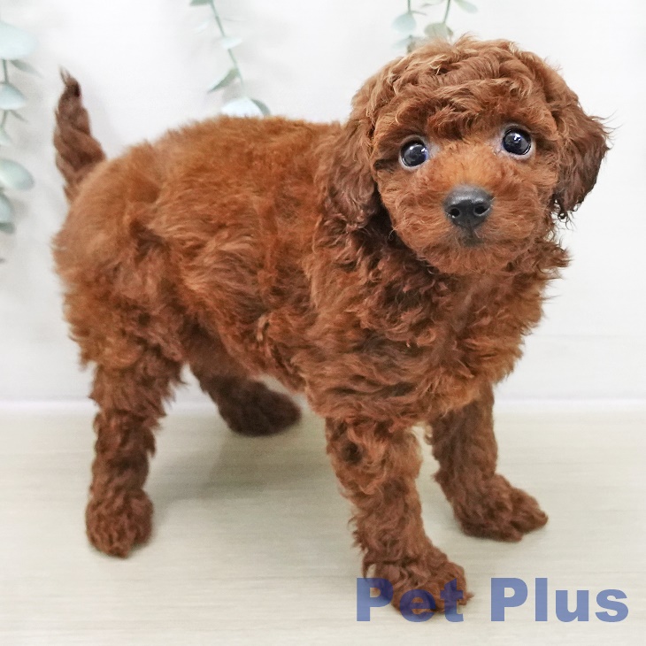 神奈川県のトイプードル(トイ) (ペットプラス 天王町店/2025年10月30日生まれ/女の子/レッド)の子犬の2枚目の画像