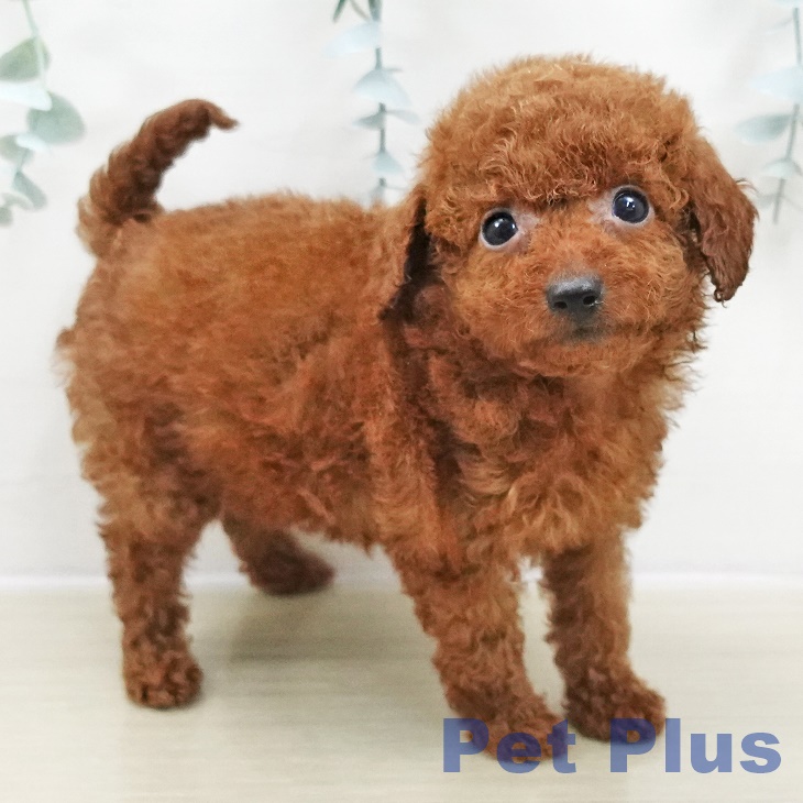 埼玉県のトイプードル(トイ) (ペットプラス イオンモール春日部店/2025年10月30日生まれ/女の子/レッド)の子犬の1枚目の画像