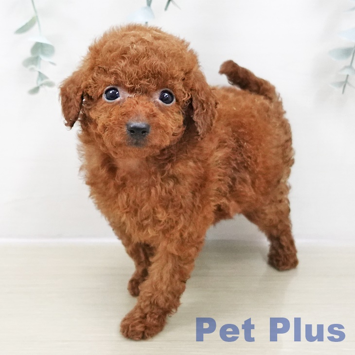 埼玉県のトイプードル(トイ) (ペットプラス イオンモール春日部店/2025年10月30日生まれ/女の子/レッド)の子犬の2枚目の画像