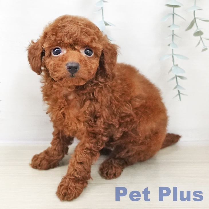 東京都のトイプードル(トイ) (ペッツワン 南砂町SUNAMO店/2025年10月30日生まれ/女の子/レッド)の子犬の1枚目の画像