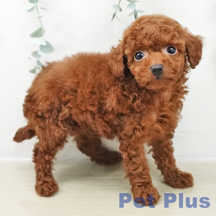 東京都のトイプードル(トイ) (ペッツワン 南砂町SUNAMO店/2025年10月30日生まれ/女の子/レッド)の子犬の2枚目の画像