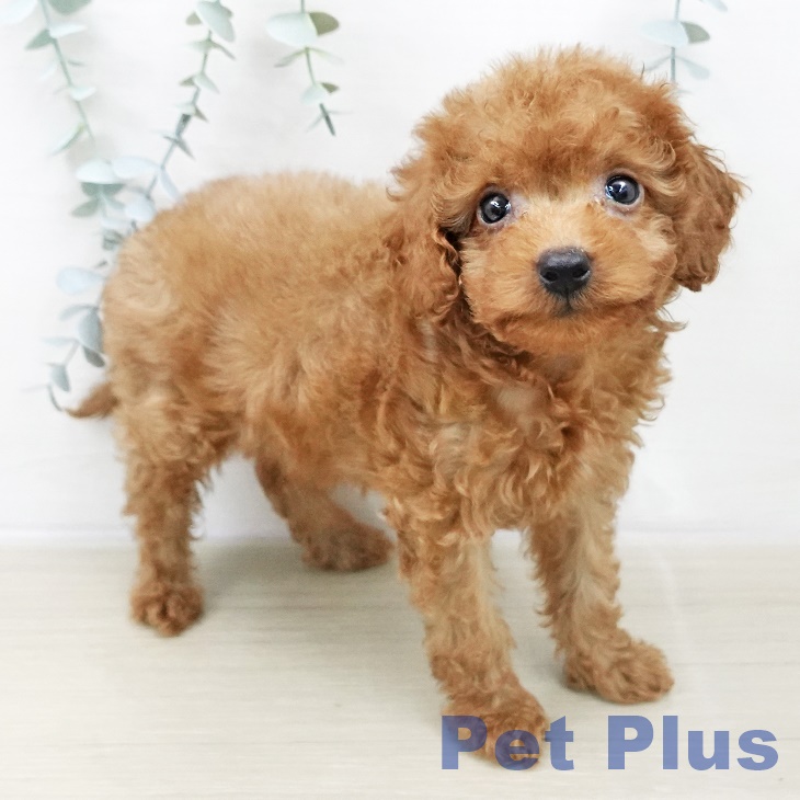 東京都のトイプードル(トイ) (ペッツワン 南砂町SUNAMO店/2025年10月30日生まれ/男の子/レッド)の子犬