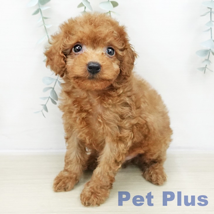 東京都のトイプードル(トイ) (ペッツワン 南砂町SUNAMO店/2025年10月30日生まれ/男の子/レッド)の子犬の2枚目の画像