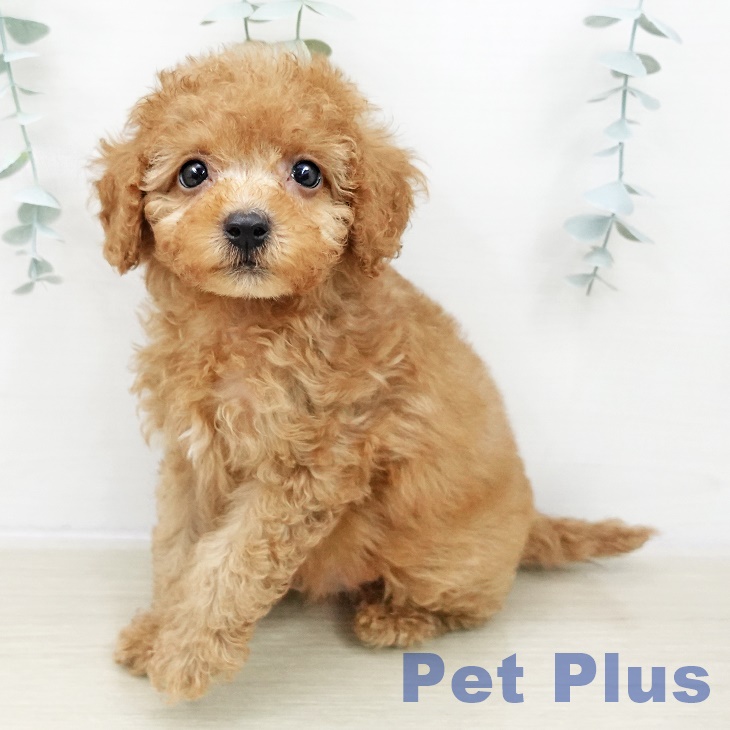 埼玉県のトイプードル(トイ) (ペットプラス 浦和美園店/2025年10月30日生まれ/男の子/レッド)の子犬