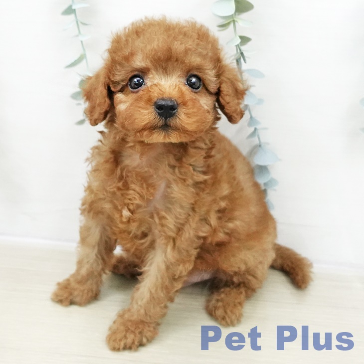 埼玉県のトイプードル(トイ) (ペットプラス ららぽーと富士見店/2025年10月30日生まれ/男の子/レッド)の子犬の1枚目の画像