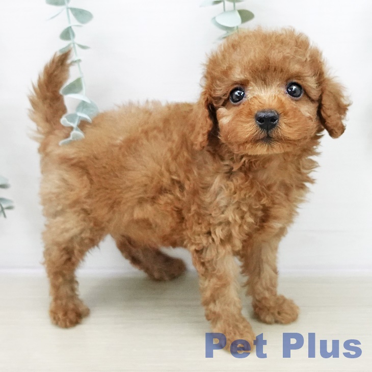 埼玉県のトイプードル(トイ) (ペットプラス ららぽーと富士見店/2025年10月30日生まれ/男の子/レッド)の子犬の2枚目の画像