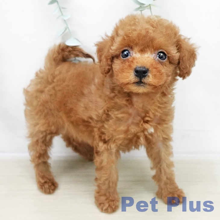 東京都のトイプードル(トイ) (ペットプラス 日の出店/2025年10月30日生まれ/男の子/レッド)の子犬の1枚目の画像