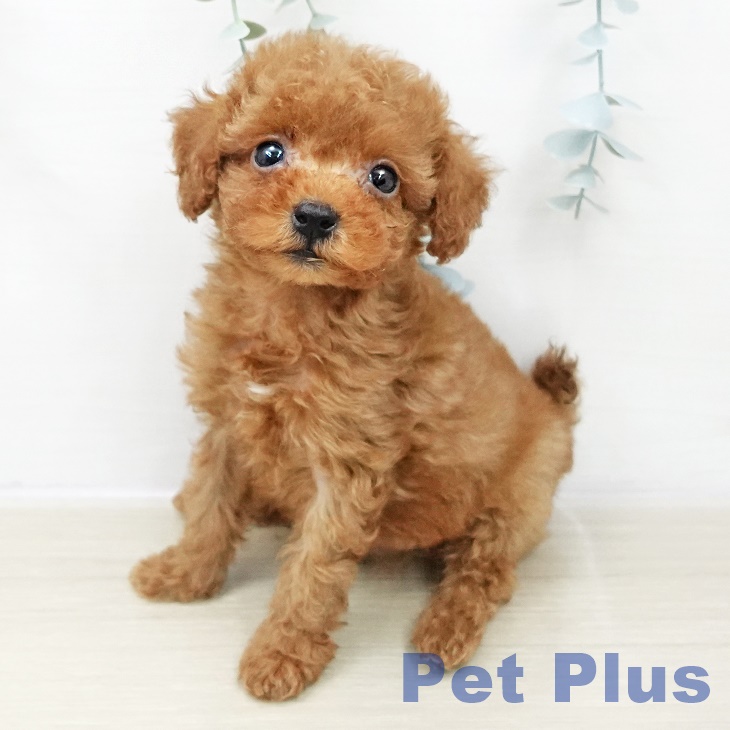 東京都のトイプードル(トイ) (ペットプラス 日の出店/2025年10月30日生まれ/男の子/レッド)の子犬の2枚目の画像
