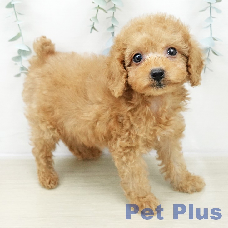 岩手県のトイプードル(トイ) (ペットプラス 盛岡南店/2025年10月30日生まれ/女の子/アプリコット)の子犬の2枚目の画像