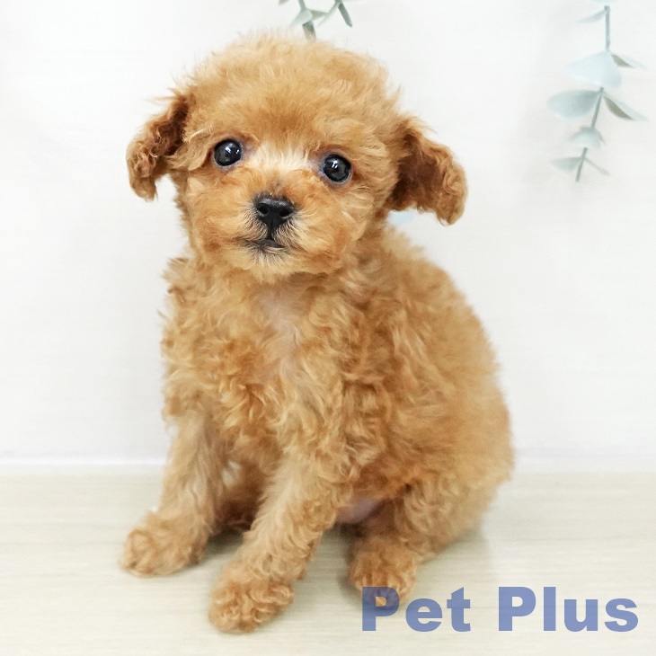 神奈川県のトイプードル(トイ) (ペットプラス 新百合丘店/2025年10月30日生まれ/女の子/アプリコット)の子犬の1枚目の画像