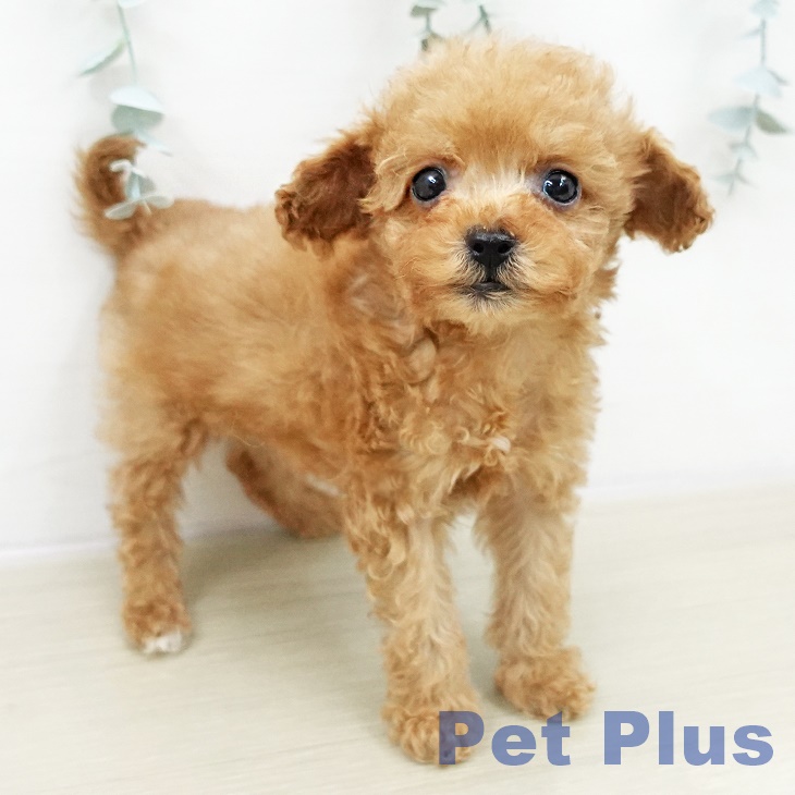 神奈川県のトイプードル(トイ) (ペットプラス 新百合丘店/2025年10月30日生まれ/女の子/アプリコット)の子犬の2枚目の画像