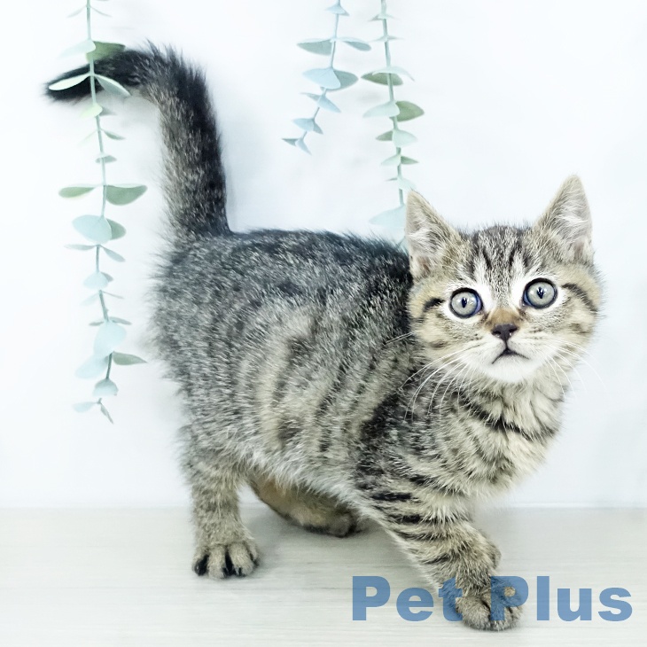 埼玉県のスコティッシュフォールド (ペッツワン 新座店/2025年10月15日生まれ/男の子/ブラウンタビー)の子猫