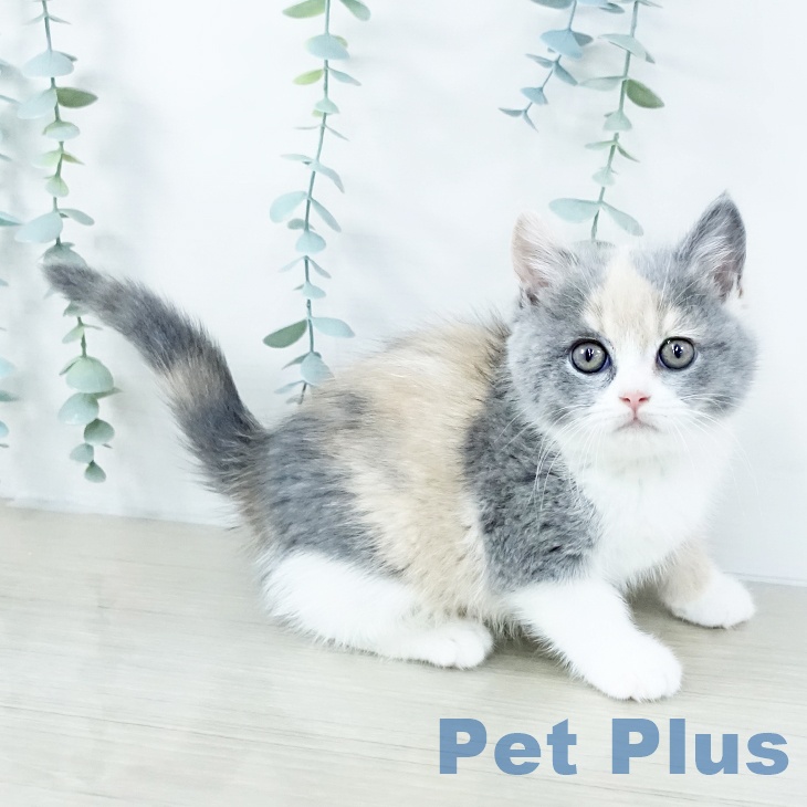 埼玉県のスコティッシュフォールド (ペットプラス コクーンシティ店/2025年10月15日生まれ/女の子/ダイリュートキャリコ)の子猫の1枚目の画像