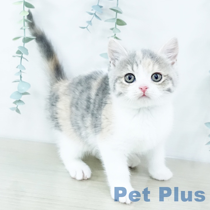 東京都のスコティッシュフォールド (ペットプラス 多摩平の森店/2025年10月15日生まれ/女の子/ダイリュートキャリコ)の子猫の1枚目の画像