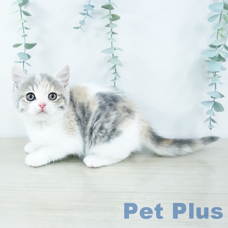東京都のスコティッシュフォールド (ペットプラス 多摩平の森店/2025年10月15日生まれ/女の子/ダイリュートキャリコ)の子猫の2枚目の画像