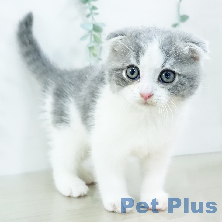埼玉県のスコティッシュフォールド (ペットプラス 川口店/2025年10月29日生まれ/男の子/ブルータビーホワイト)の子猫の1枚目の画像