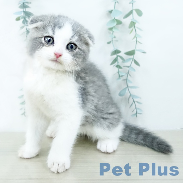 埼玉県のスコティッシュフォールド (ペットプラス 川口店/2025年10月29日生まれ/男の子/ブルータビーホワイト)の子猫の2枚目の画像