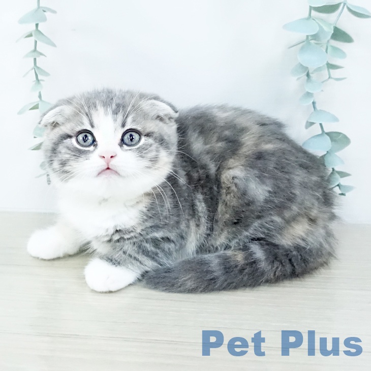埼玉県のスコティッシュフォールド (ペットプラス ららぽーと新三郷店/2025年10月30日生まれ/女の子/ブルーパッチドタビーホワイト)の子猫の1枚目の画像