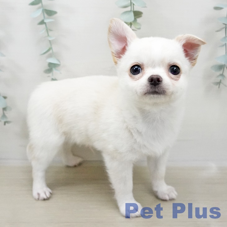 福島県のチワワ(ロング) (ペットプラス イオンタウン郡山店/2025年10月30日生まれ/男の子/クリームホワイト)の子犬の2枚目の画像