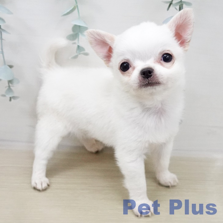 山梨県のチワワ(ロング) (ペットプラス 甲府昭和店/2025年10月30日生まれ/男の子/ホワイトクリーム)の子犬の1枚目の画像