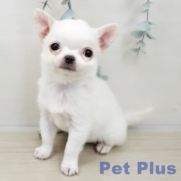山梨県のチワワ(ロング) (ペットプラス 甲府昭和店/2025年10月30日生まれ/男の子/ホワイトクリーム)の子犬の2枚目の画像