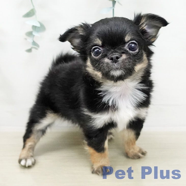 群馬県のチワワ(ロング) (ペットプラス イオンモール太田店/2025年10月30日生まれ/女の子/ブラックタンホワイト)の子犬の1枚目の画像