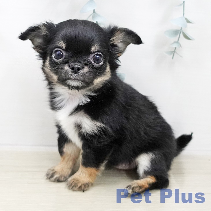群馬県のチワワ(ロング) (ペットプラス イオンモール太田店/2025年10月30日生まれ/女の子/ブラックタンホワイト)の子犬の2枚目の画像